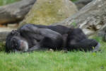 Ein mder Schimpanse im Zoom Gelsenkirchen.