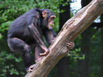 Ein junger Schimpanse durchstreift das Revier im Zoo Aalborg.