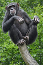 Ein Schimpanse auf seiner Aussichtsplattform.