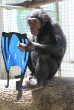 Was soll ich mit den riesigen Fen nur machen? Kleiner nachdenklicher Schimpanse am 22.6.2010 im Leintalzoo bei Schwaigern.