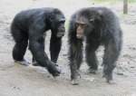 Diese Schimpansen scheinen irgendetwas auszuhecken.