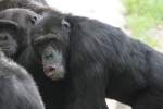 Redender Schimpanse am 22.6.2010 im Leintalzoo bei Schwaigern.