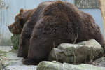 Ein chillender Kodiakbr im Zoo Wuppertal.