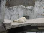 Ein Eisbr in Karlsruher Zoo der wie ein Teppichvorleger dort liegt am 02.04.09
