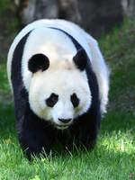 Ein Groer Panda bewegt sich gemchlich durch sein Revier.