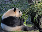 Ein Panda bei seiner Lieblingsbeschftigung.