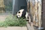 Auch zwei Stunden spter sa der Panda noch immer an der selben Stelle und hat Bambus gefressen.