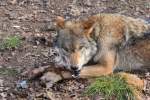 Hungriger Wolf in Tambach am 28.03.2015.