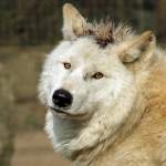 Polarwolf (Kanadischer Wolf)