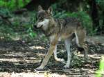 Europischer Wolf (Canis lupus lupus).