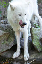 Ein Hudson-Bay-Wolf im Zoo Duisburg.