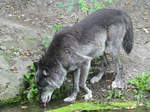 Ein Timberwolf im Zoom Gelsenkirchen.
