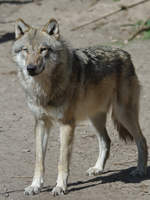 Ein Eurasischer Wolf.
