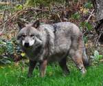 WOLF(CANIS)STEHEND,IM TIERGARTEN WEILBURG/LAHN  Noch einmal ein Bild vom WOLF in voller Gre,am 7.10.2018 bei der Ftterung im Tiergarten  WEILBURG/LAHN...er ist das grte