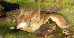 Europischer Wolf (Canis lupus lupus), leben in einer Gruppe in einem kleinen Waldstck im Tierpark Nordhorn.