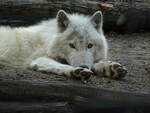 Arktischer Wolf (canis lupus) ruht sich aus im Tiergarten Schnbrunn, 20.4.22