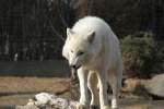 Poarwolf (Canis lupus arctos) bei der Nahrungsaufnahme.