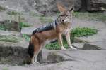 Schabrackenschakal (Canis mesomelas) am 18.4.2010 im Tierpark Berlin.