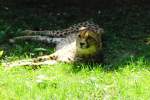 Gepard im Nrnberger Tiergarten bei der Mittagsruhe, aufgenommen am 27.7.2011