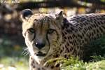 Man schtzt, dass noch etwa 12.400 Geparde in 25 afrikanischen Lndern in freier Wildbahn leben.