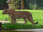 Ein Gepard im Serengetipark, 9.9.15 