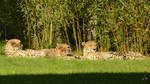 Geparden im Zoo Safaripark Stukenbrock.