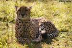 Die in ihrem Jagdverhalten hoch spezialisierten Geparden gelten als schnellste Landtiere der Welt.