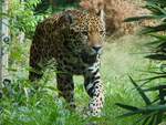 Am 19.08.2018 konnte ich diesen majesttischen Leopard bei seinem Streifzug durch sein Revier im Rostocker Zoo fotografieren.