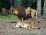 Lwen kurz nach der Paarung im Serengetipark, das junges Mnnchen schaut desinteressiert weg.