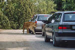 Givskud Zoo ist ein Safaripark in Dnemark, in dem viele Tiere vom Auto aus erlebt werden knnen.