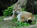 Altai-Luchs-Jungtier (Lynx lynx wardi = syn.