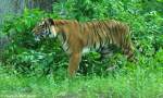 Malaya-Tiger (Panthera tigris jacksoni).
