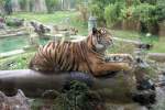 In einer nachempfundenen Tempelanlage haben Sumatra Tiger im Osnabrcker Zoo ihr Zuhause.