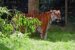 Die Tiger im Serengetipark sind sehr scheu und versuchen sich zu verstecken, 9.9.15