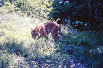 Tiger im Bandhavgarh Nationalpark in Indien.