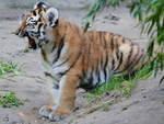 Eine ghnender Tiger-Sprssling im Zoo Duisburg.