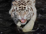 Ein grimmiger Tiger watschelt durch das khle Nass.