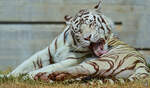 Ein weier Tiger bei der Fellpflege.