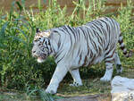 Mitte Dezember 2010 war dieser weie Tiger im Zoo Madrid zu sehen.