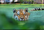 Im Visier: Shakar, Sibirischer Tiger (Panthera tigris altaica) in seiner groen Badewanne im Zoo Aschersleben.