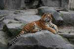 Sibirischer oder Amur-Tiger (Panthera tigris altaica) am 13.12.12009 im Tierpark Berlin.