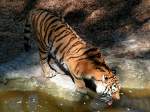 Tiger genehmigt sich ein Schlckchen im Zoo Schmiding;050501