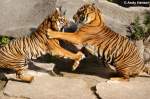Zwei sibirische Tiger oder auch Amurtiger beim Krftemessen.