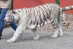 Ein weier Bengalischer Tiger im Filmtierpark Eschede.