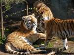 Sibirische Tiger-Panthera tigris altaica