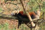 Der Rote Panda geniet die wrmenden Strahlen der Herbstsonne im Zoo Hellbrunn/Salzburg.