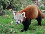 Ein Kleiner Panda erkundet sein Terrain.