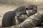 Der Kurzkrallenotter (auch Zwergotter) ist er der kleinste Otter.