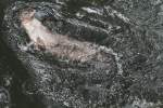Nordamerikanischer Fischotter (Lontra canadensis) beim Rckenschwimmen.