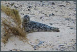 Eine junge Kegelrobbe versteckt sich am Strand von Helgoland-Dne.